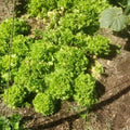 Fresh green hoop house lettuce growing at Dig and Sing Farms in McEwen Tennessee